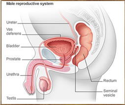 The Male Reproductive System Diagram
