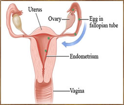 Menstrual Cycle